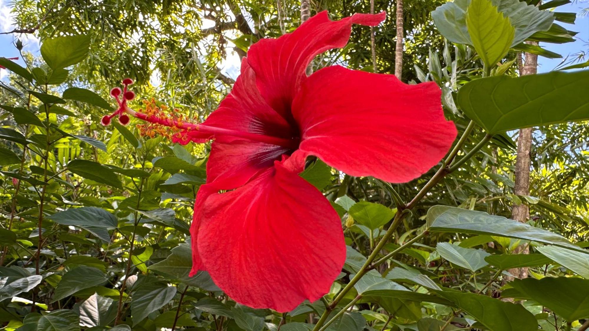 L'Hibiscus Villa Saint-Francois  Kültér fotó